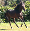 Double Bridle Andalusians - BELLEZA