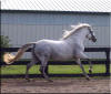 Double Bridle Andalusians FLORIDA BO, aka NINA GITANA. Click here for more info on this horse.