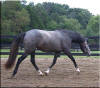 Double Bridle Andalusians - PRIMOROSA Click here to see more of this horse.