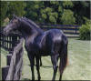 Double Bridle Andalusians BAILADOR. Click here to see more of this horse.
